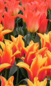 No parque existem tulipas de todas as cores, formas e tamanhos! (Foto: Iara Vilela)