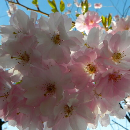 Correndo pelos enormes campos de tulipas #SóQueNão