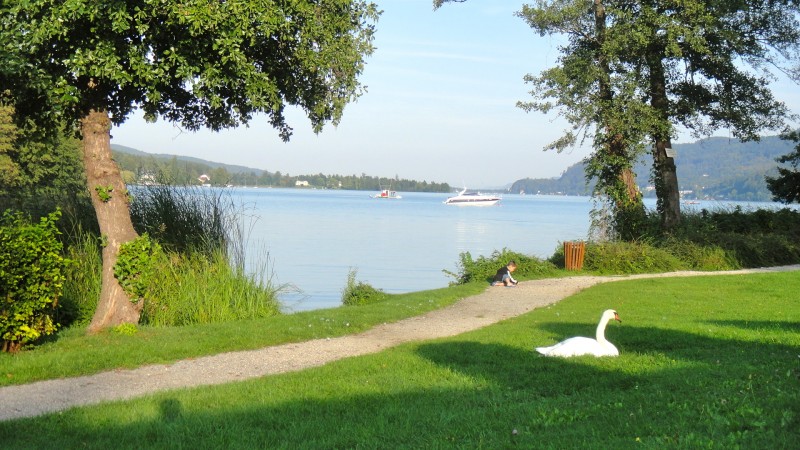 Lago, um cisne, barcos, crianças... cenário bem lindo. 