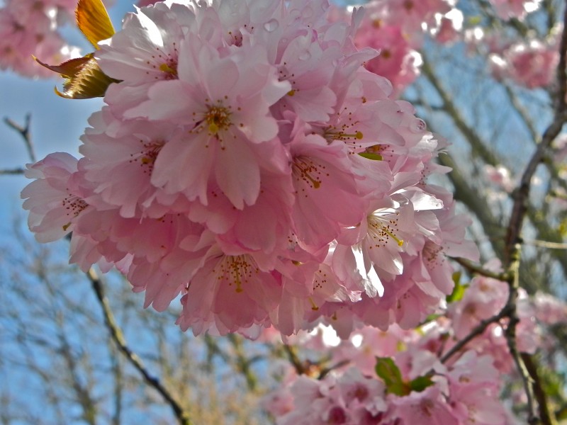 DSCN8177