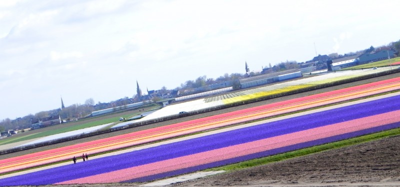 Os campos de flores! 