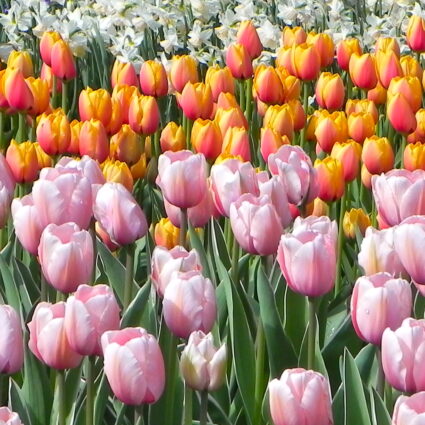 Keukenhof e seus 7 milhões de flores