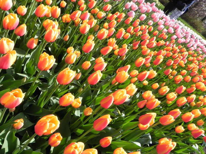 Tulipas amarelas, rosas, vermelhas... de todas as cores!
