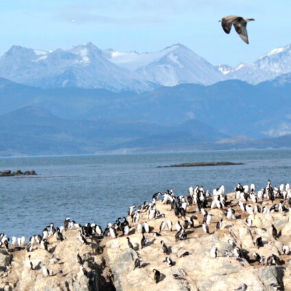 Conhecendo o Farol Les Eclaireurs e as ilhas de Ushuaia