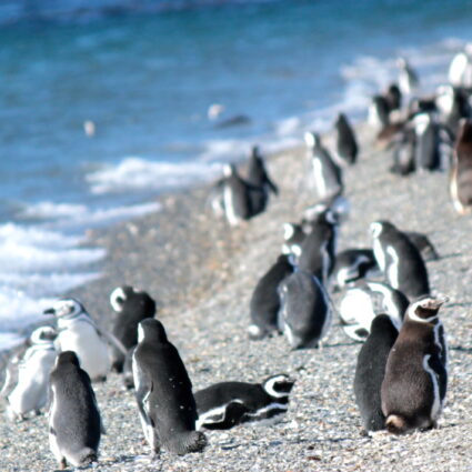 Conhecendo os pinguins da Isla Martillo e as lindas Árvores Bandeira