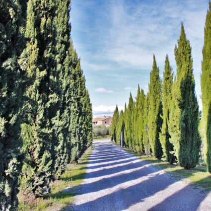 De carro pela Toscana: conhecendo San Quirico d’Orcia, Pienza, Montalcino e Montepulciano