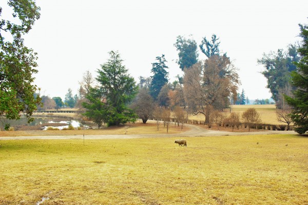 Concha y Toro, Chile