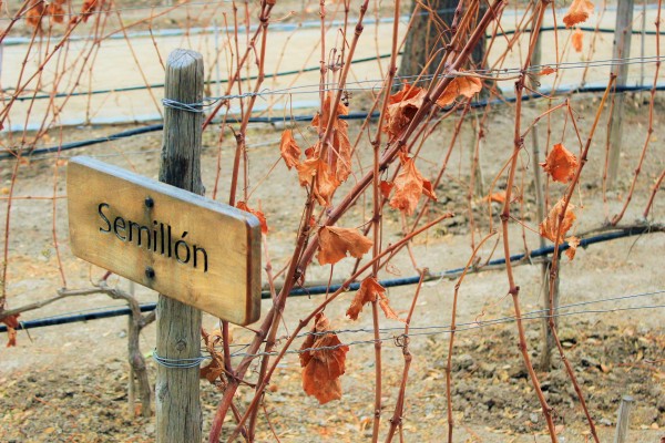 Concha y Toro, Chile