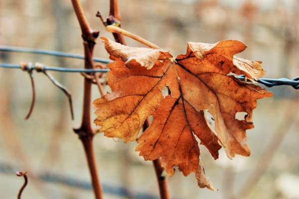 Concha y Toro, Chile