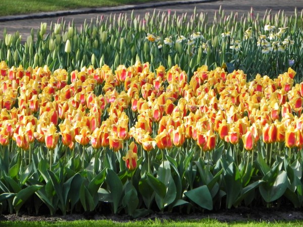 Keukenhof