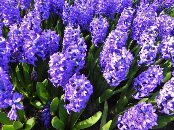 Keukenhof