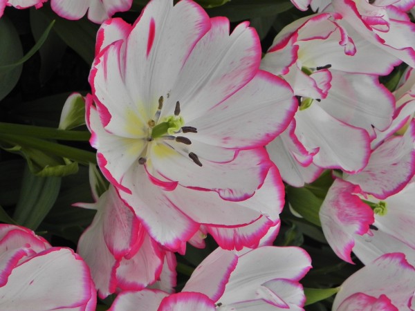 Keukenhof
