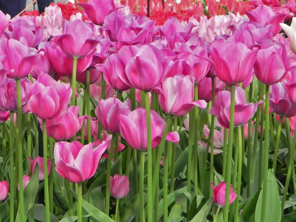 Keukenhof