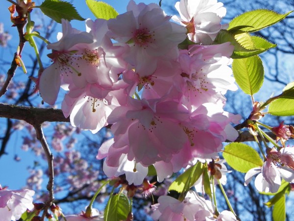Keukenhof