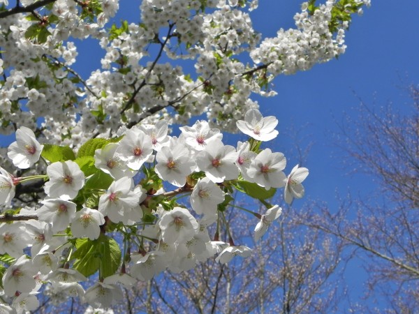 Keukenhof
