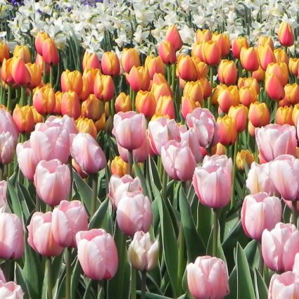 Keukenhof 2018: dicas sobre o maior e mais famoso jardim de tulipas da Holanda