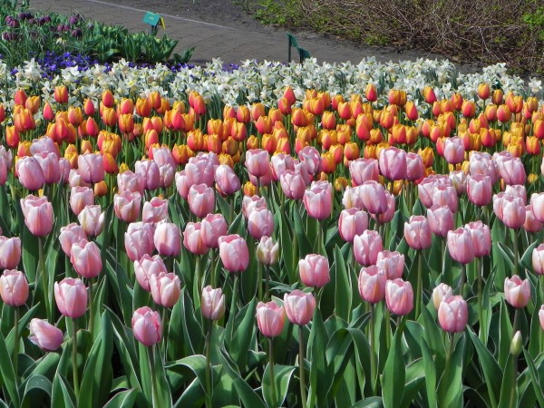Keukenhof