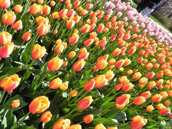 Keukenhof