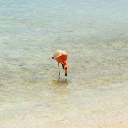 Um dia na Flamingo beach, a ilha do Renaissance Hotel que é repleta de flamingos em Aruba