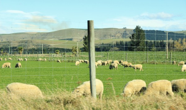 South Island, New Zealand