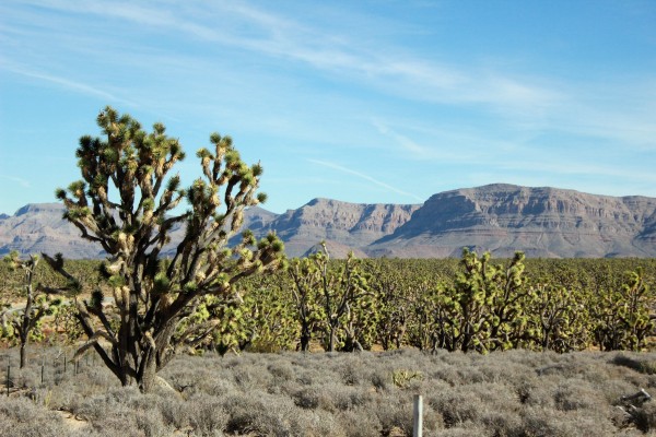 Joshua Tree Reserv