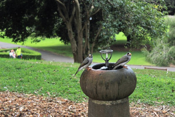 Royal Botanic Garden, Sydney