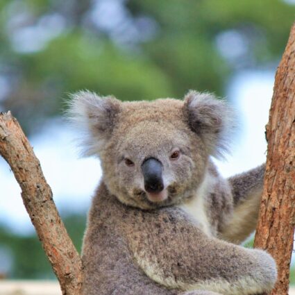 Taronga, um incrível zoológico que encanta crianças e adultos em Sydney