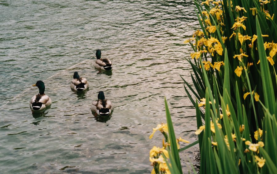 wallenstein_garden_prague